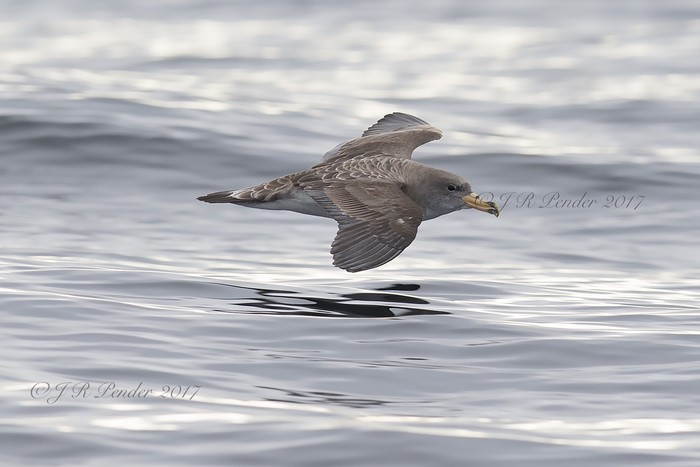 Cory's Shearwater