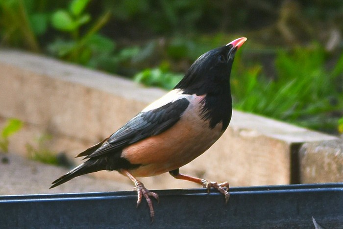 Rose-coloured Starling