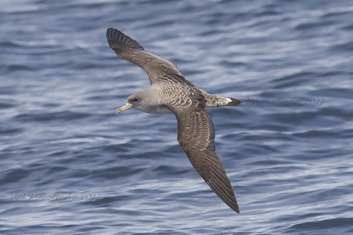 Cory's Shearwater