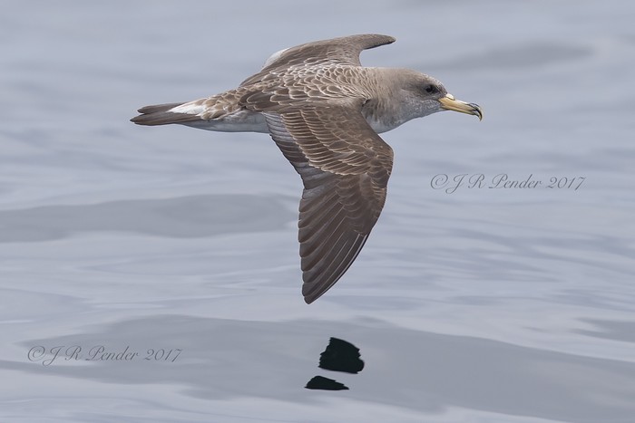 Cory's Shearwater