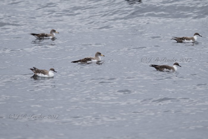 Cory's Shearwater