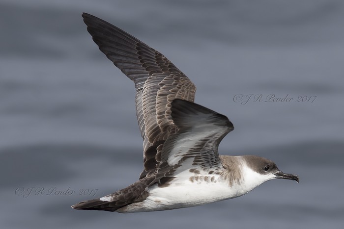 Great Shearwater