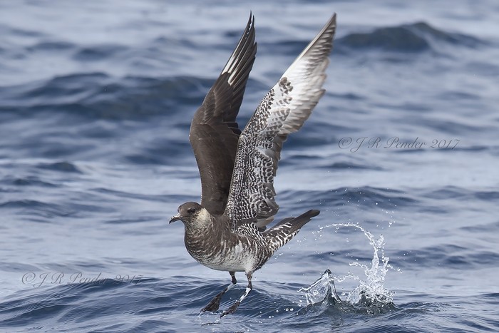 Pomarine Skua