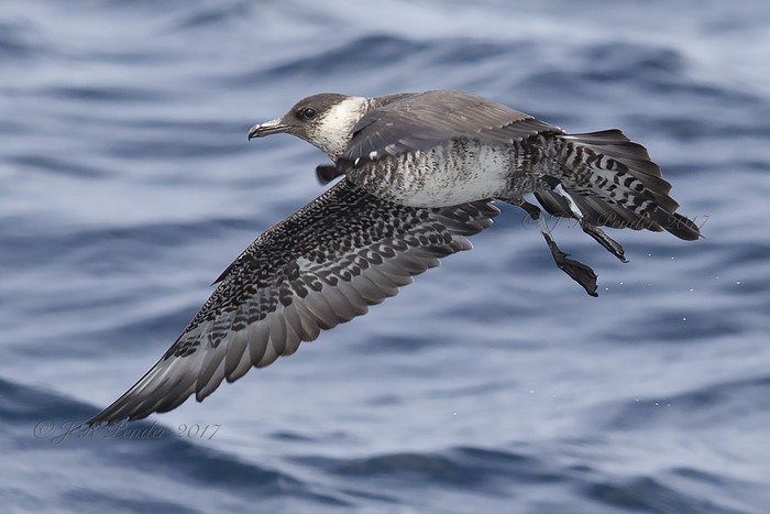 Pomarine Skua