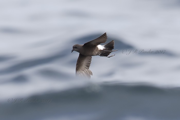 Wilson's Petrel