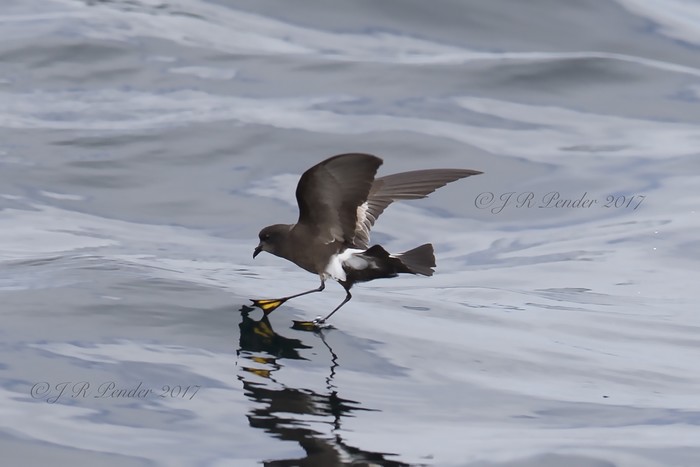 Wilson's Petrel