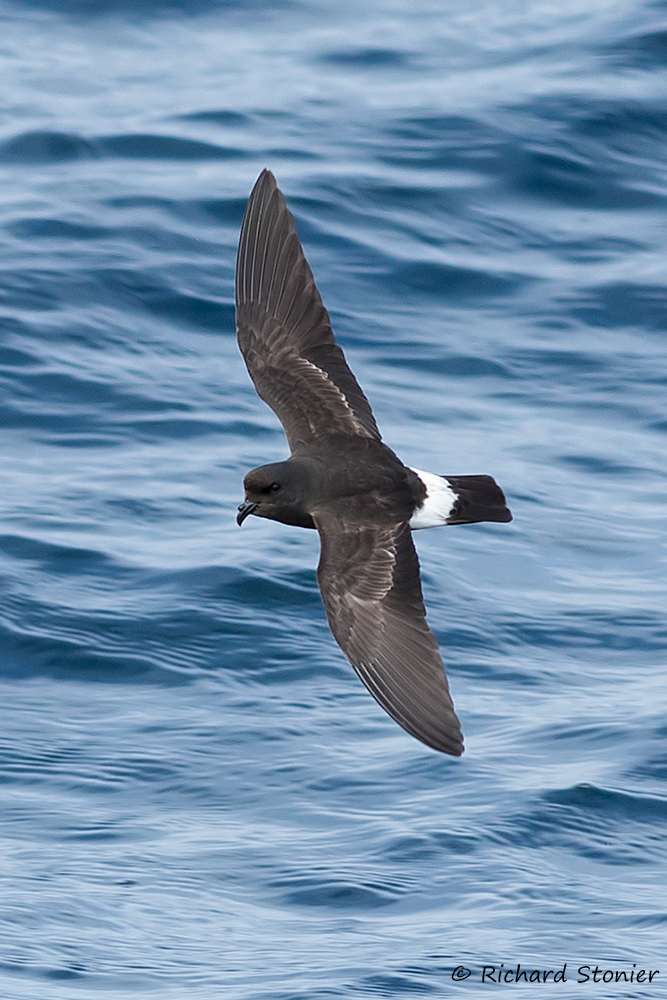 Storm Petrel
