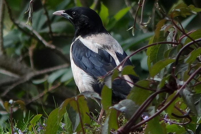 Rose-coloured Starling