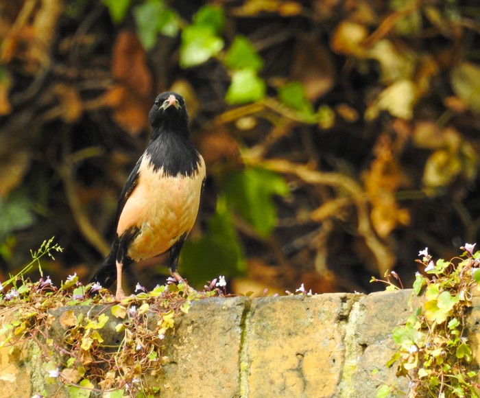 Rose-coloured Starling