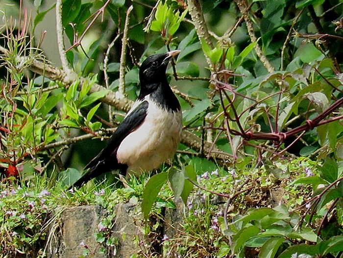 Rose-coloured Starling