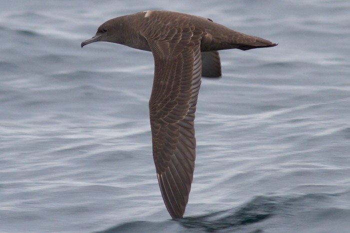 Sooty Shearwater