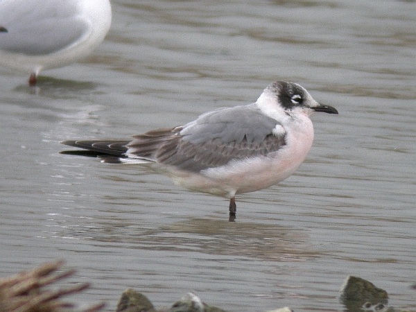 Franklin's Gull
