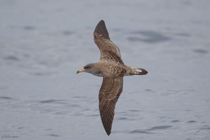 Cory's Shearwater
