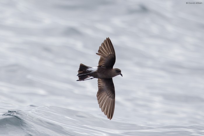 Wilson's Petrel