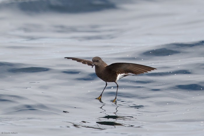 Wilson's Petrel