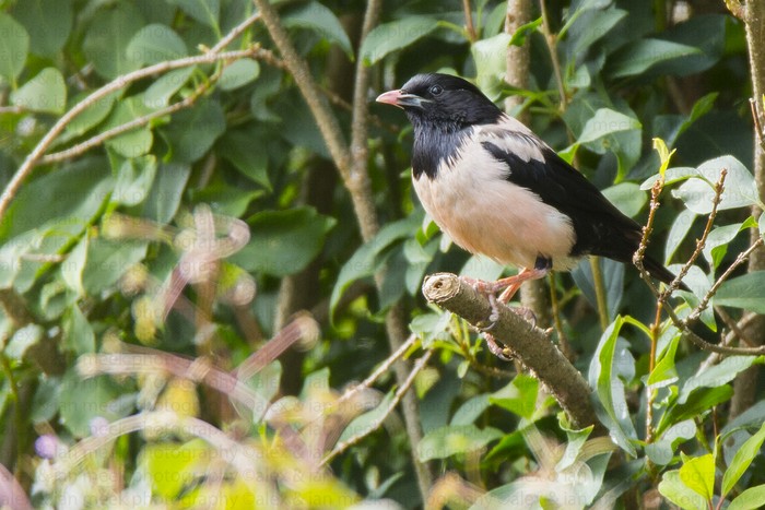 Rose-coloured Starling