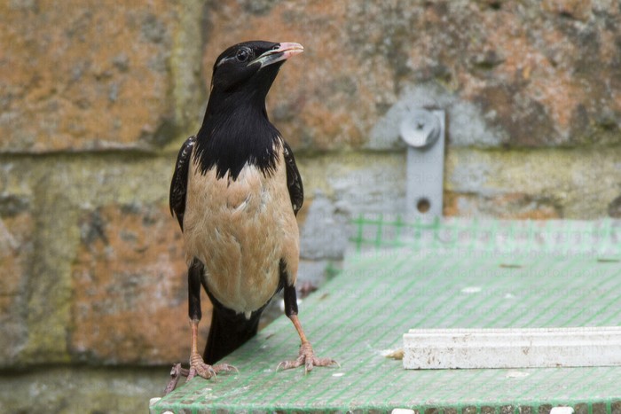 Rose-coloured Starling