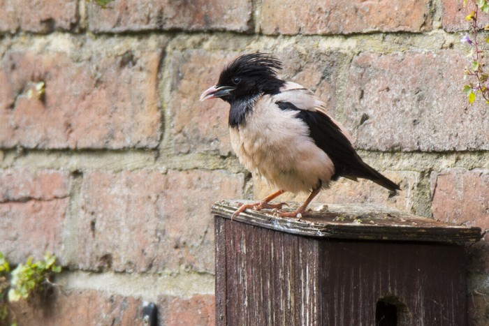 Rose-coloured Starling