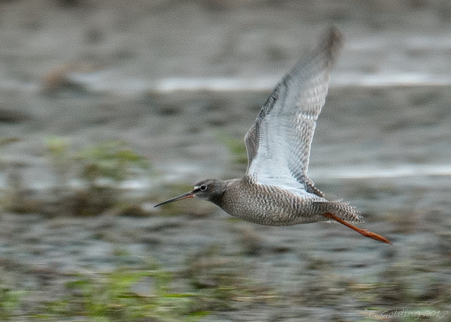 Spotted Redshank