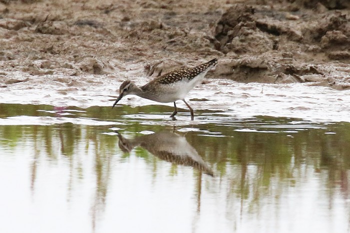 Wood Sandpiper