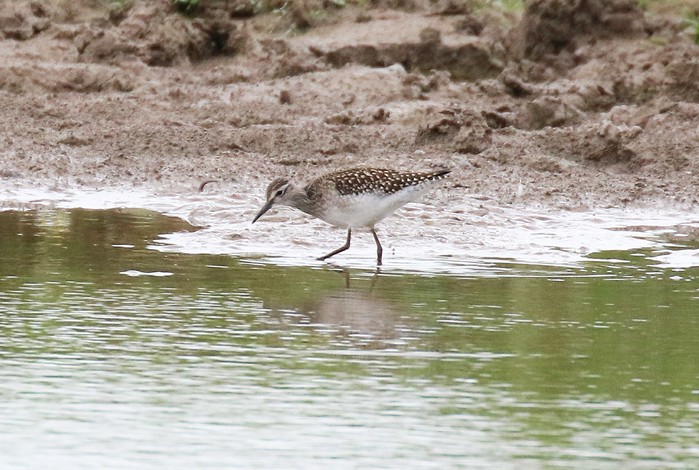 Wood Sandpiper