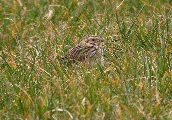Lapland Bunting