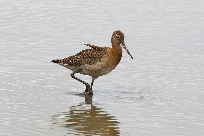 Black-tailed Godwit