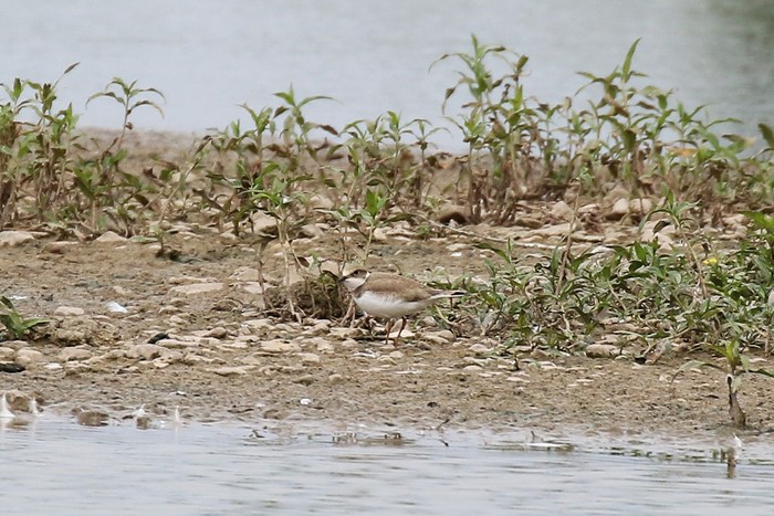 Little Ringed Plover