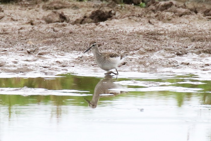 Wood Sandpiper