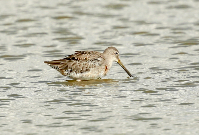 Long-billed Dowitcher