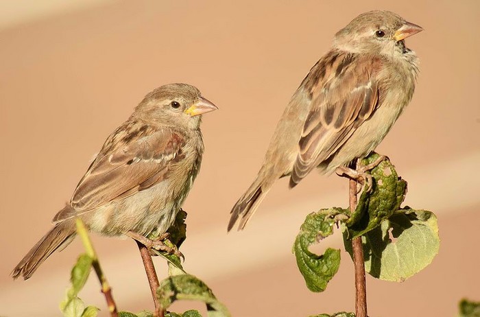 House Sparrow