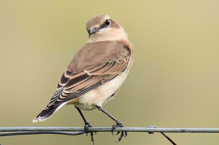 Wheatear