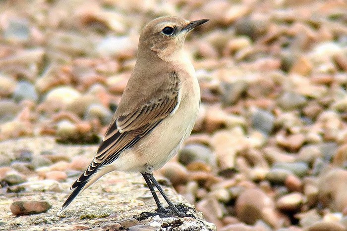 Wheatear