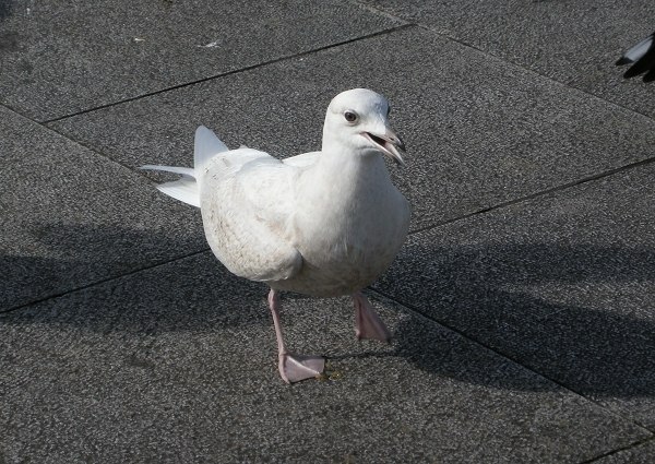 Iceland Gull