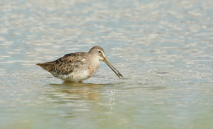 Long-billed Dowitcher