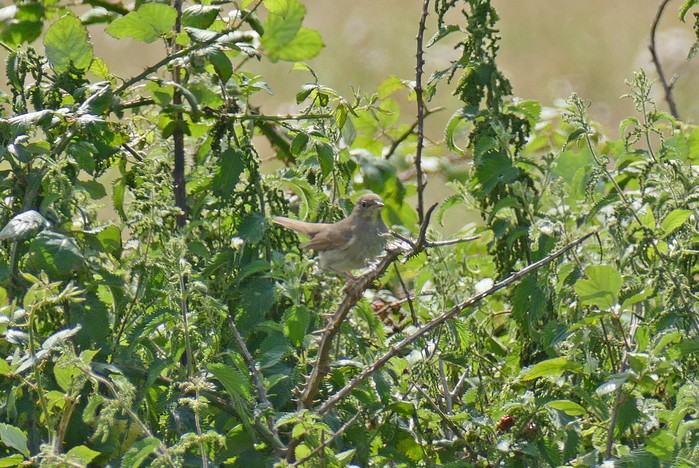 Thrush Nightingale