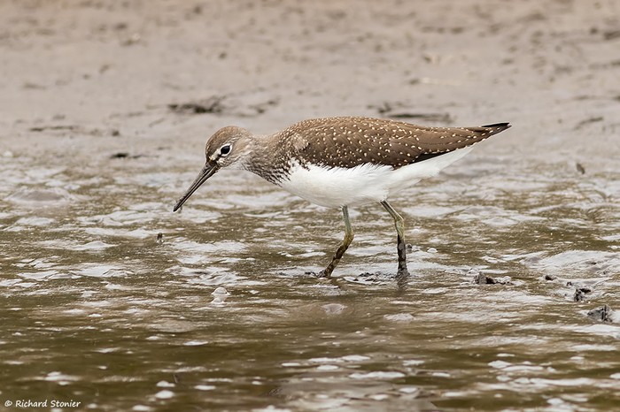 Green Sandpiper