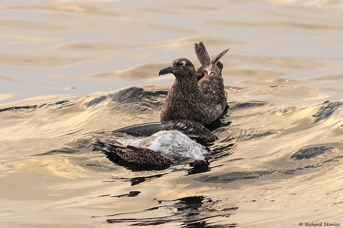 Great Skua