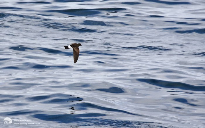 Wilson's Petrel