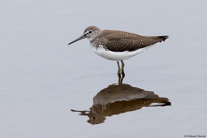 Green Sandpiper