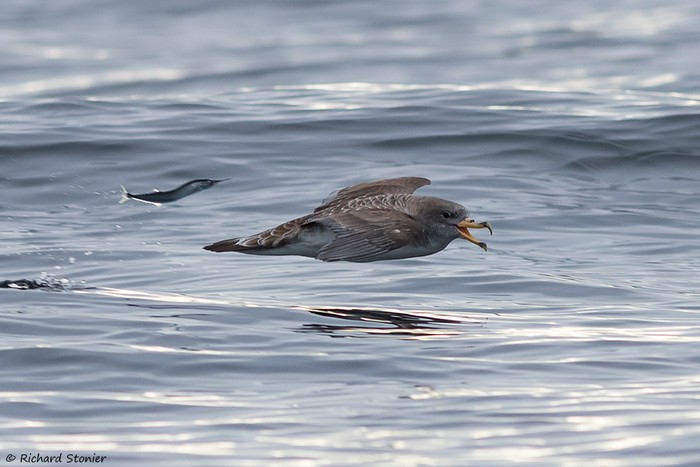 Cory's Shearwater