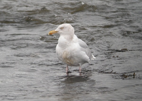 Glaucous Gull