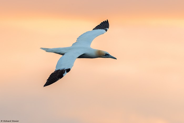 Gannet