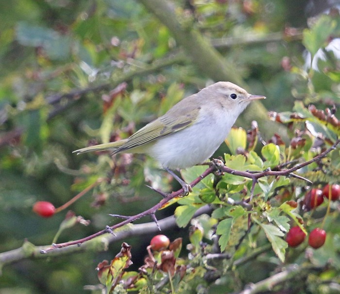 Western Bonelli's Warbler