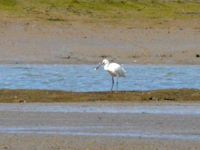 Spoonbill