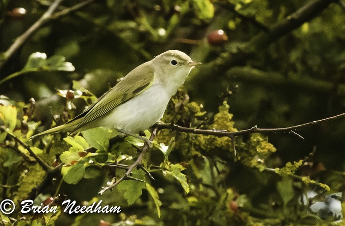 Western Bonelli's Warbler