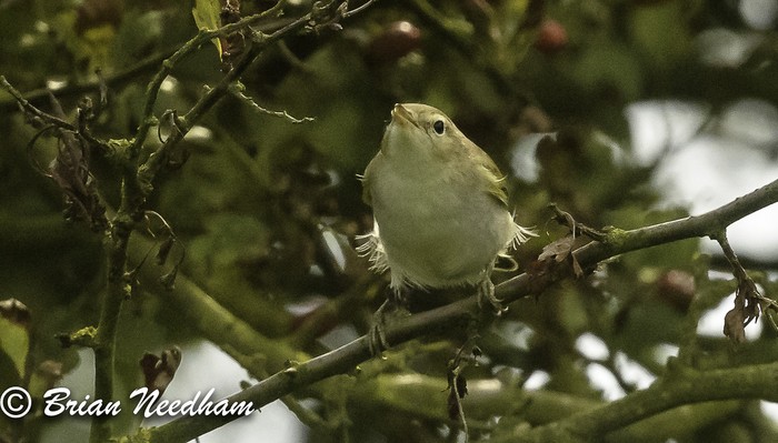 Western Bonelli's Warbler