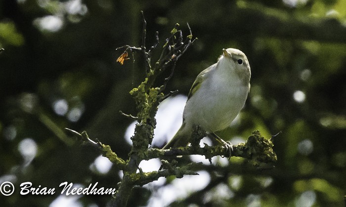 Western Bonelli's Warbler