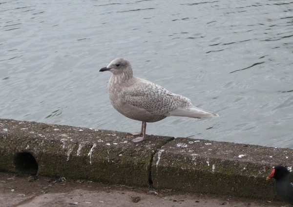 Kumlien's Gull