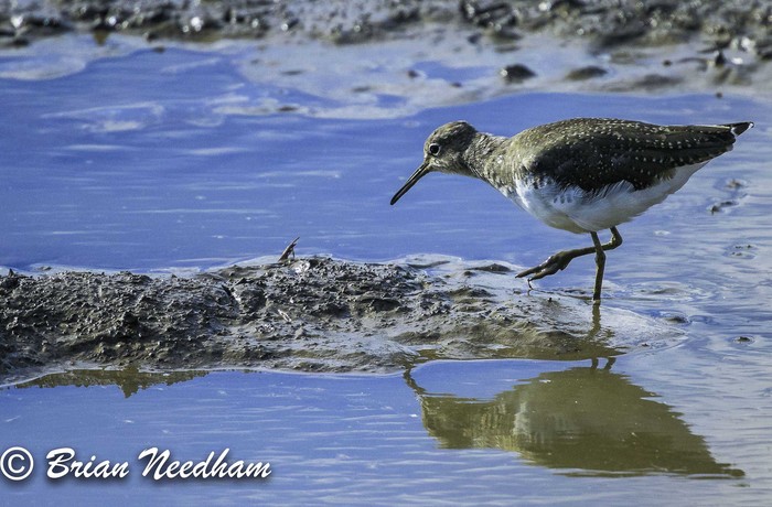 Green Sandpiper